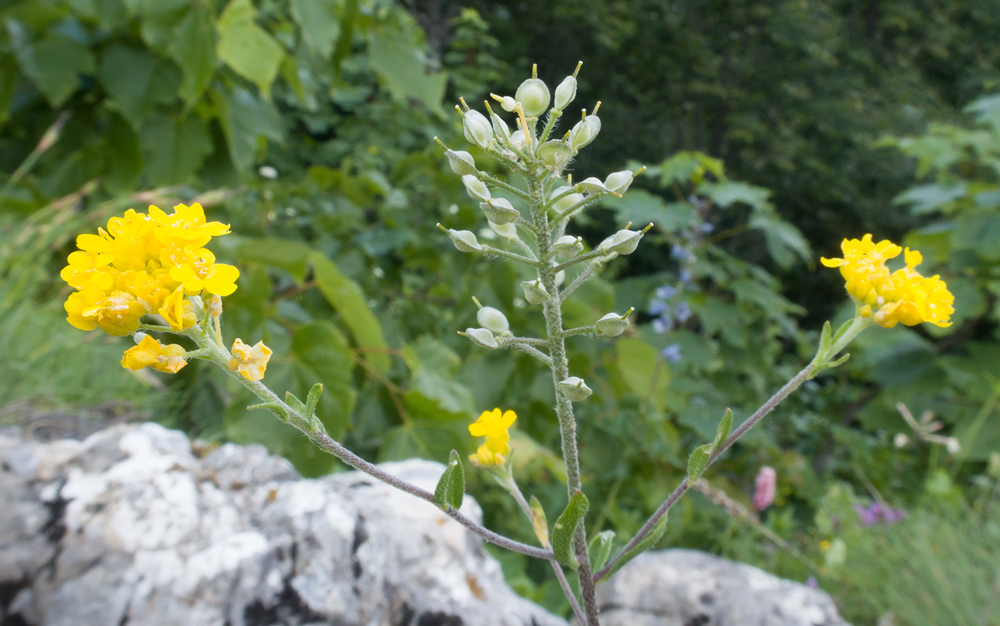 Изображение особи род Alyssum.