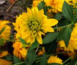 Rudbeckia laciniata var. hortensia