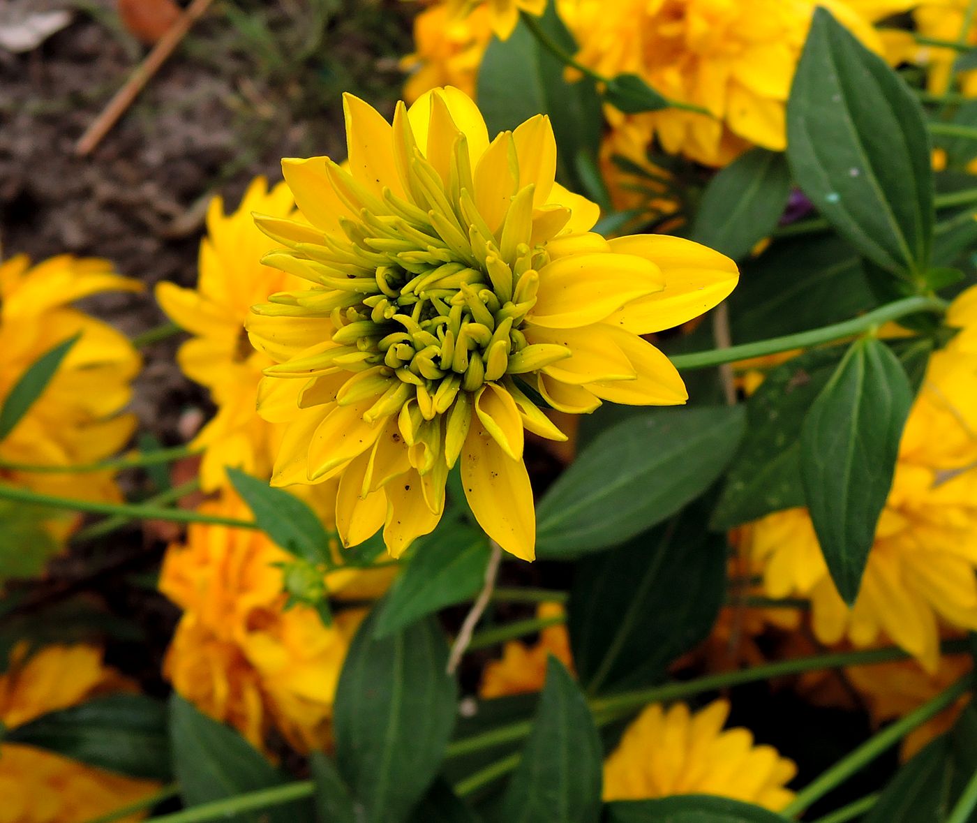 Image of Rudbeckia laciniata var. hortensia specimen.