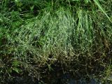 Juncus bufonius