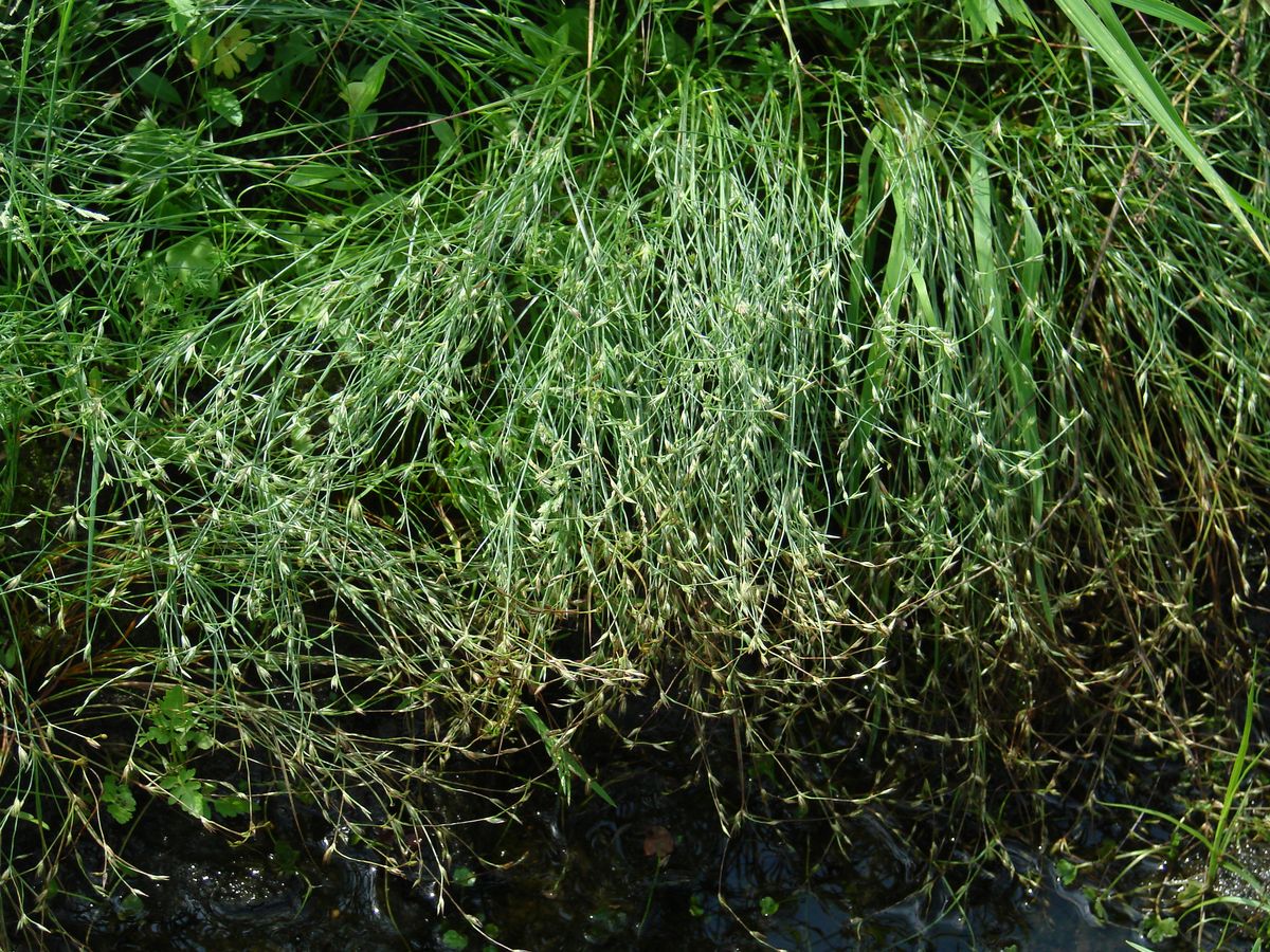 Изображение особи Juncus bufonius.