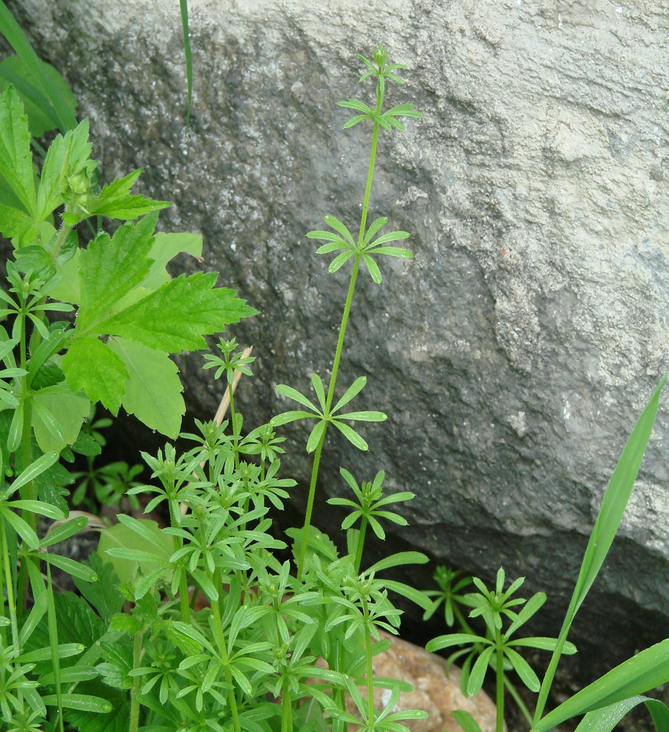 Изображение особи Galium vaillantii.