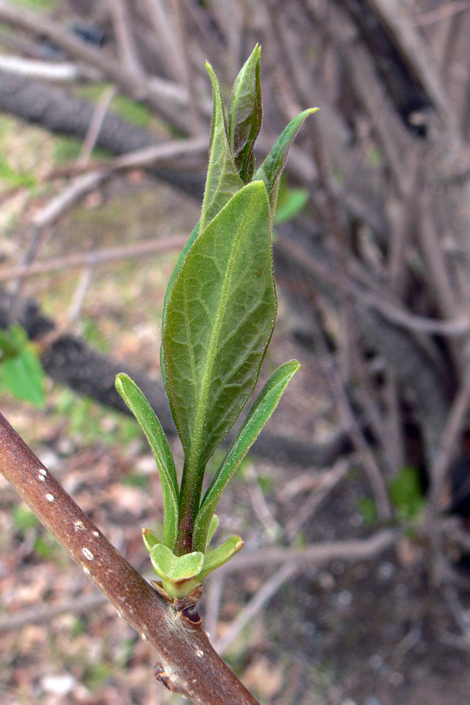 Image of Syringa × henryi specimen.