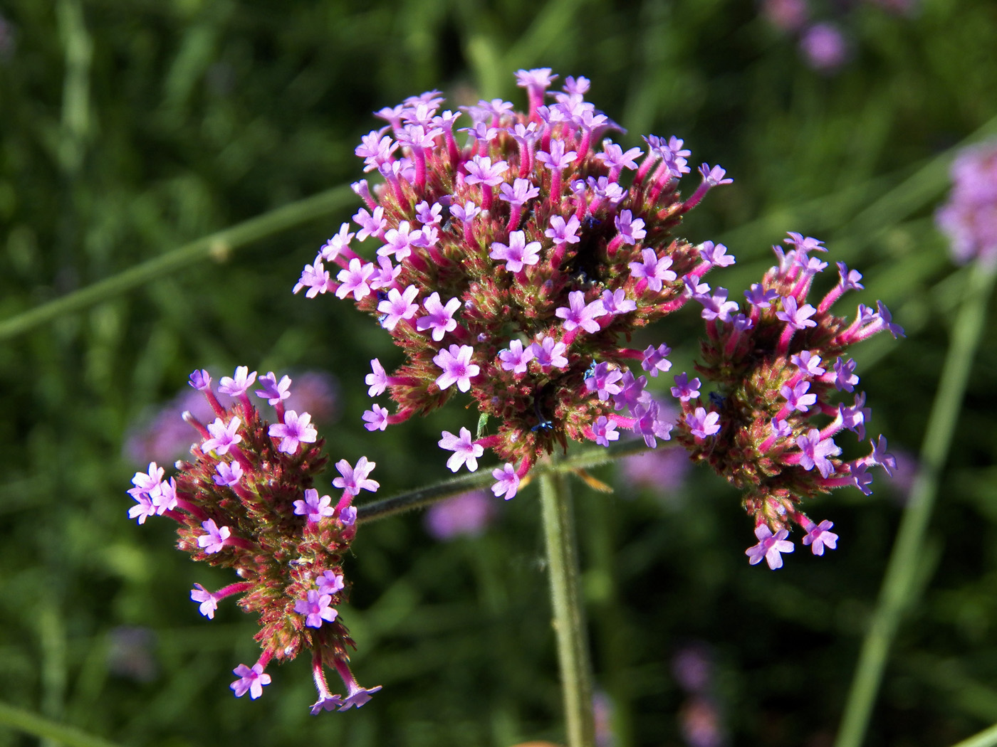 Изображение особи Verbena bonariensis.