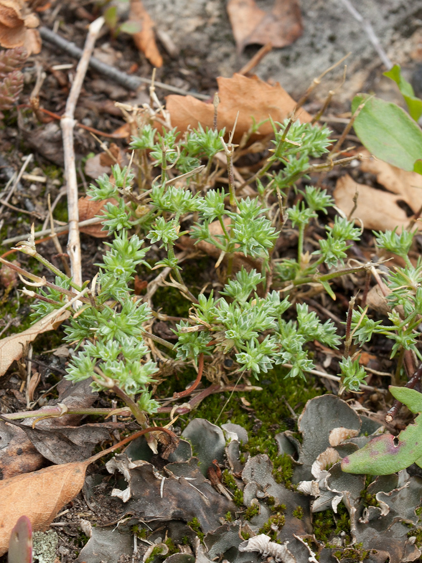 Изображение особи Scleranthus perennis.