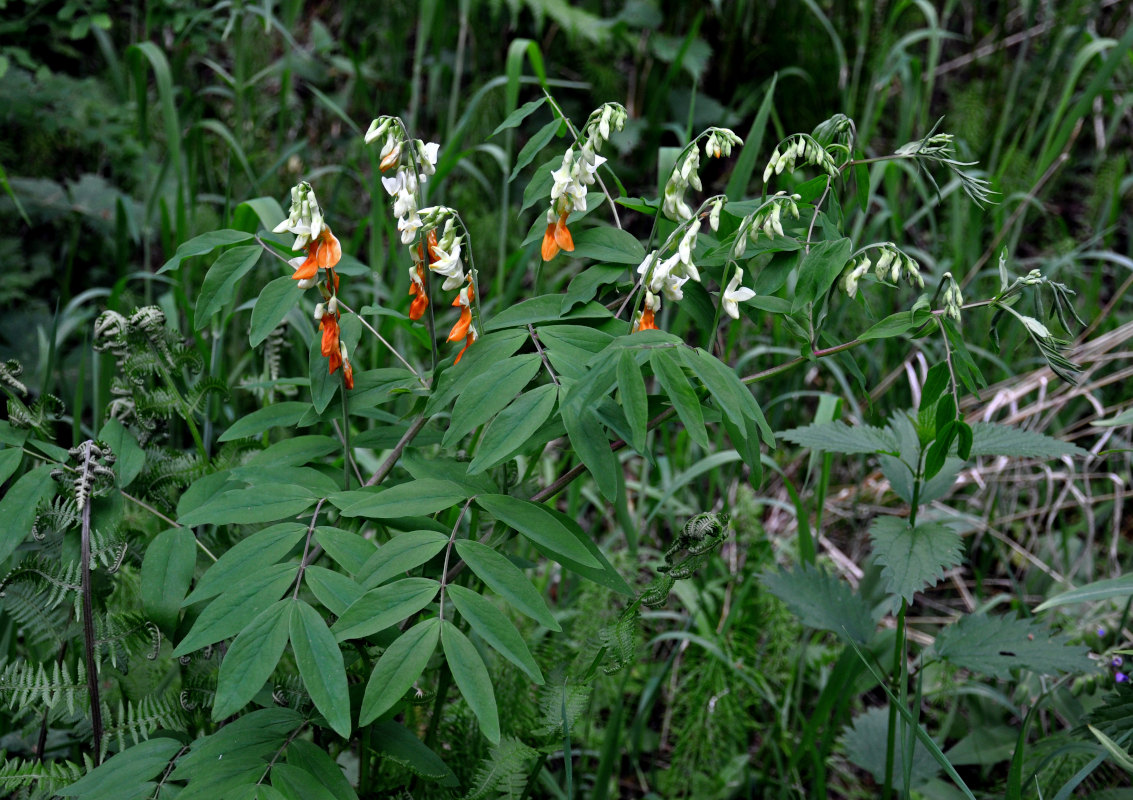 Image of Lathyrus gmelinii specimen.