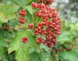Physocarpus opulifolius. Соплодие и лист. Сахалинская обл., г. Анива, берег р. Лютога, при въезде в город. 18.08.2019.