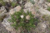 Pulsatilla tenuiloba