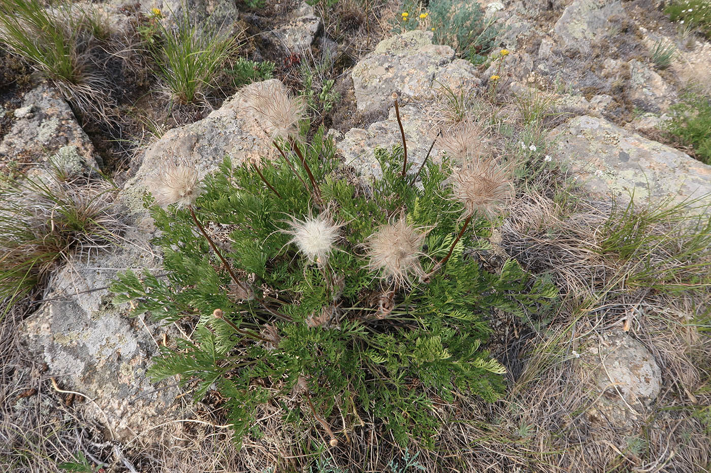 Изображение особи Pulsatilla tenuiloba.