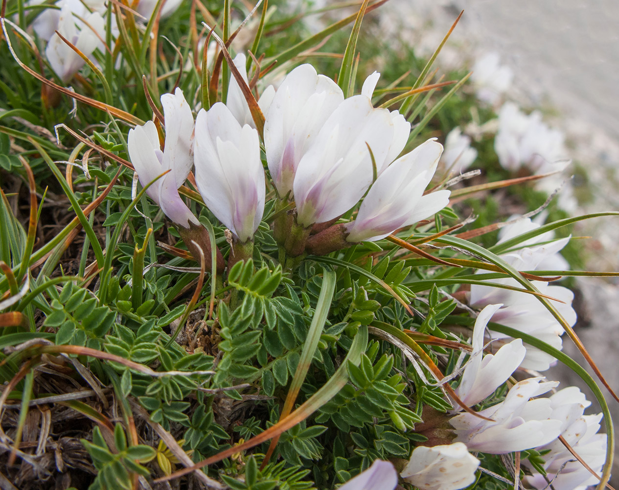 Изображение особи Astragalus levieri.