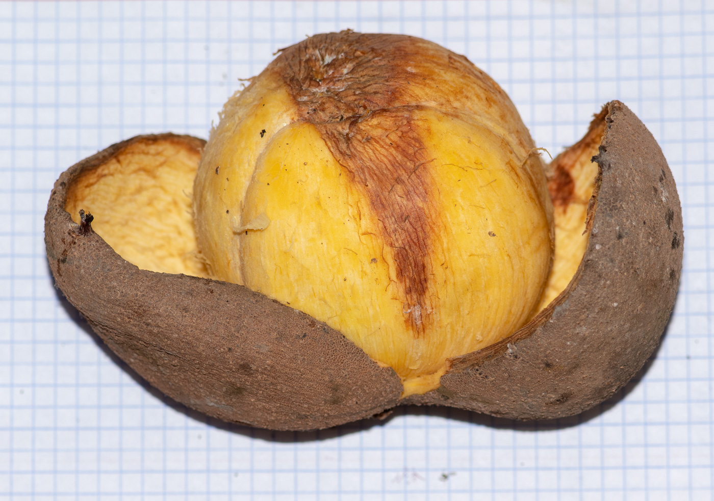 Image of Mammea americana specimen.