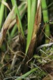 Carex appropinquata