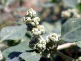 Chenopodium vulvaria