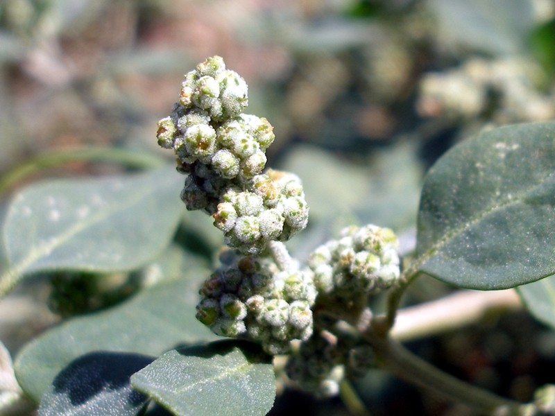 Изображение особи Chenopodium vulvaria.