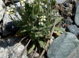 Draba subamplexicaulis