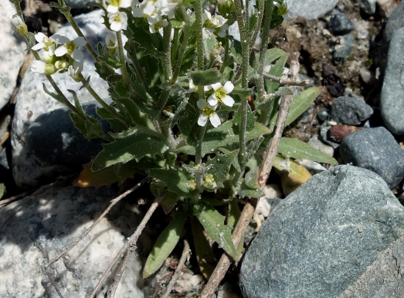 Изображение особи Draba subamplexicaulis.
