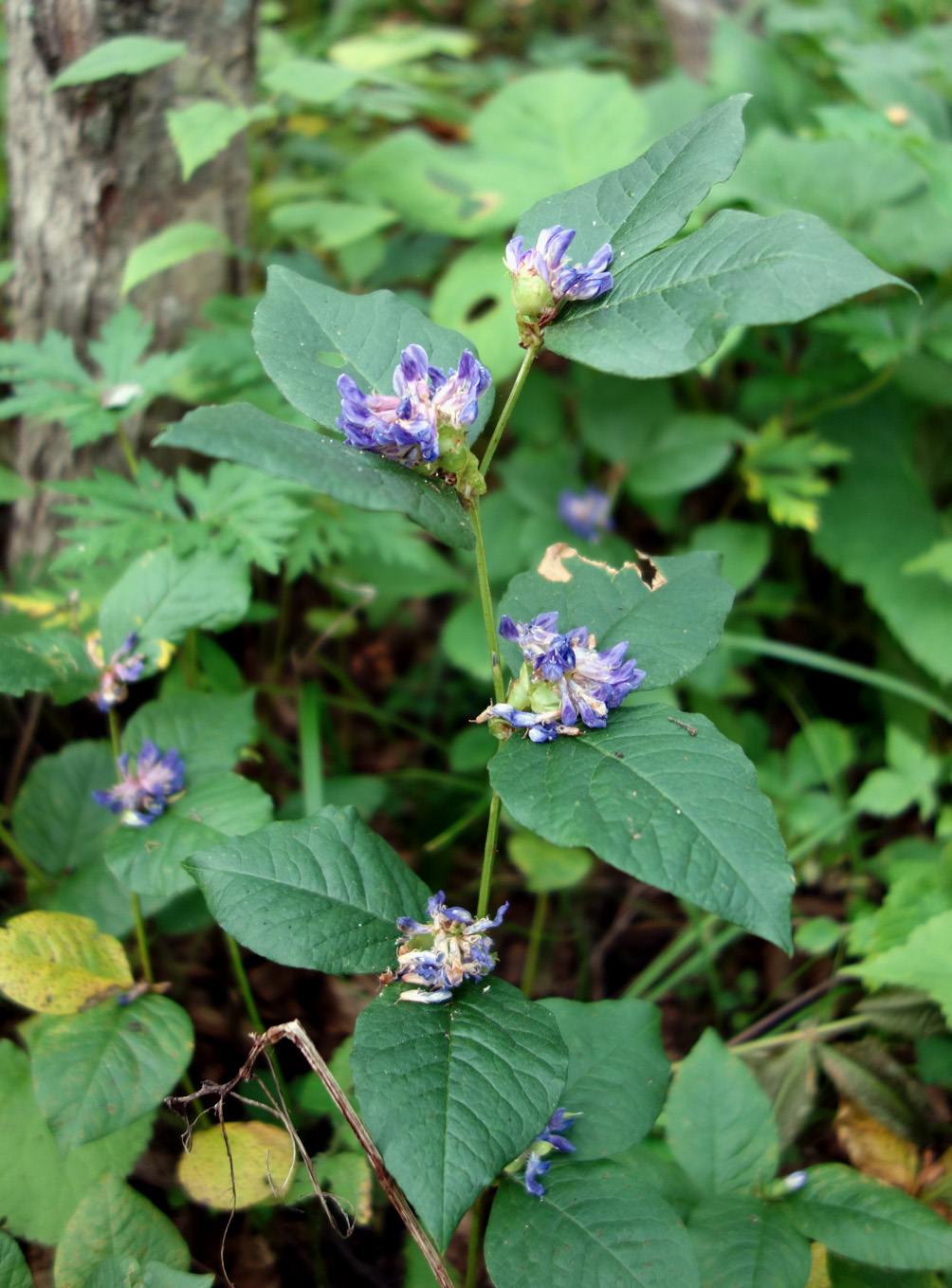 Image of Vicia ohwiana specimen.