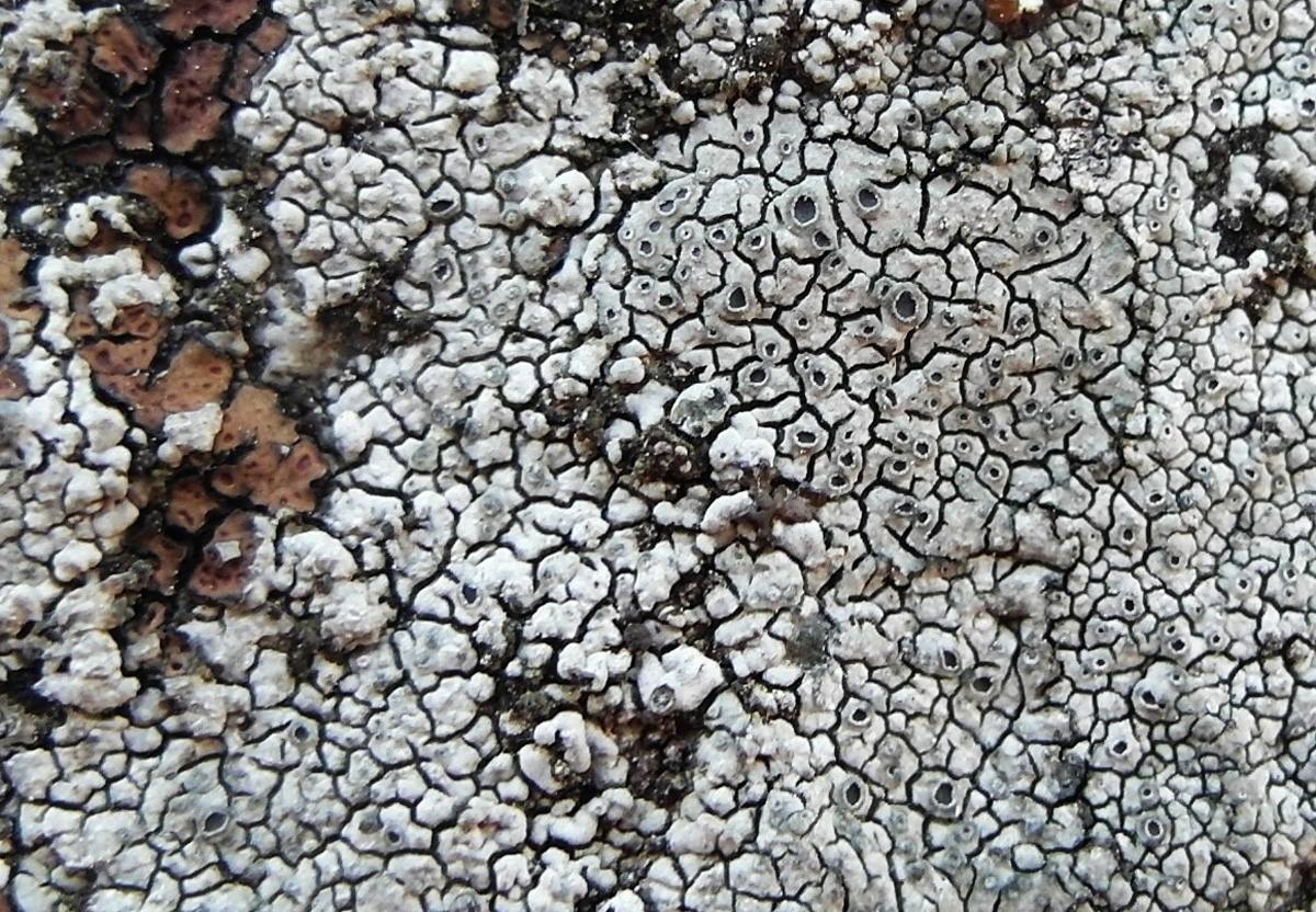 Image of Aspicilia laevata specimen.