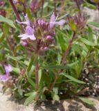 Thymus elenevskyi