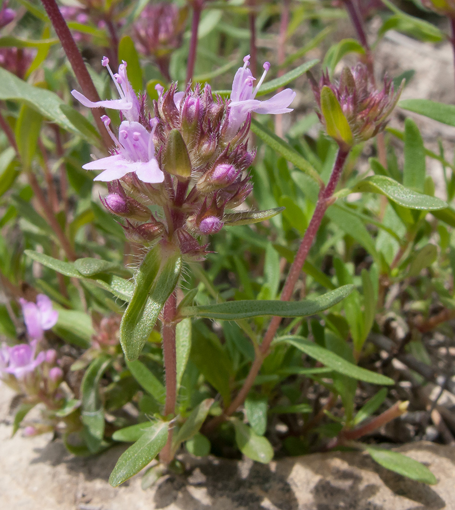 Image of Thymus elenevskyi specimen.