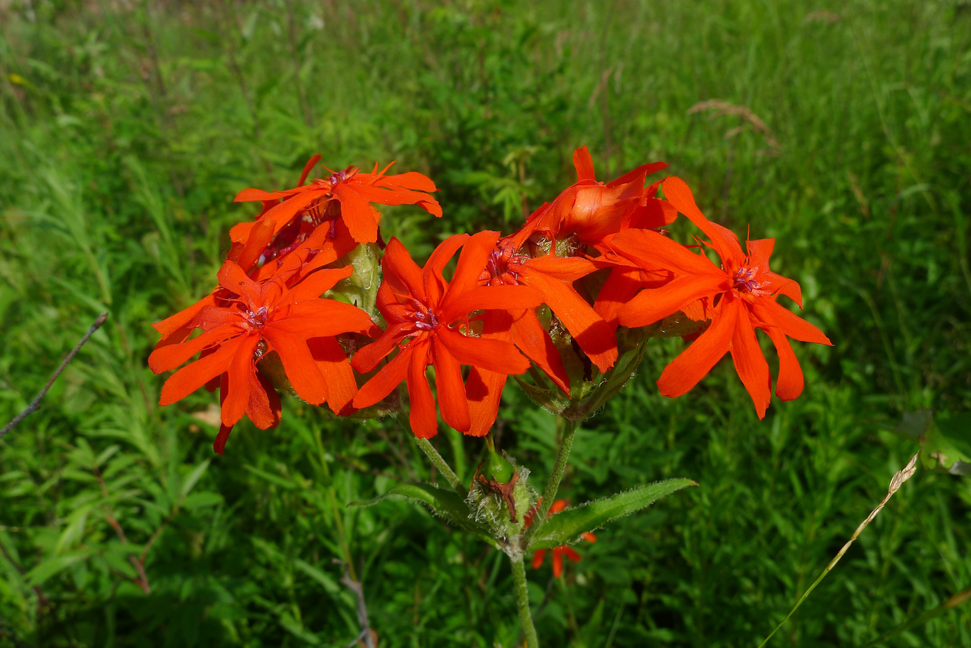 Изображение особи Lychnis fulgens.