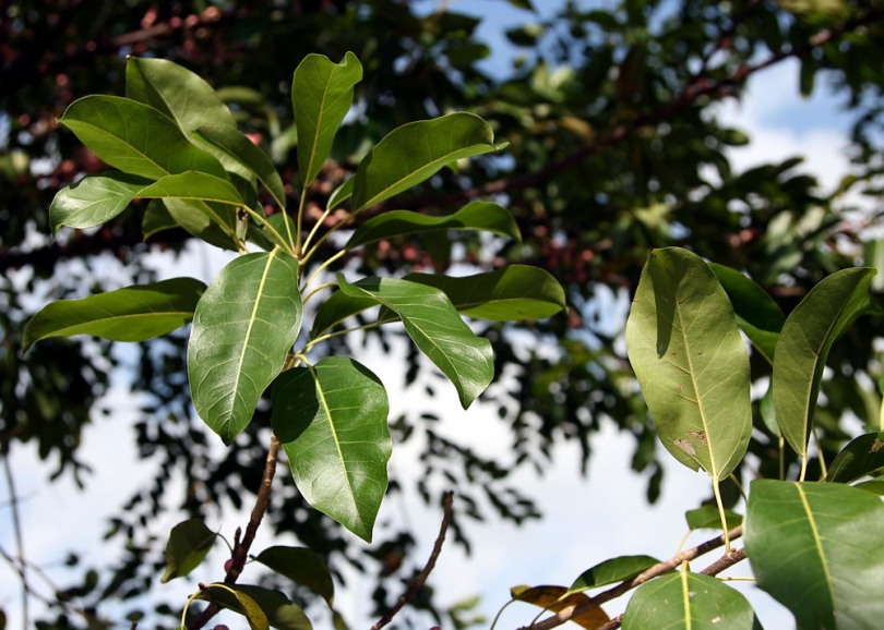 Изображение особи Ficus virens.