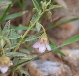Hermannia affinis