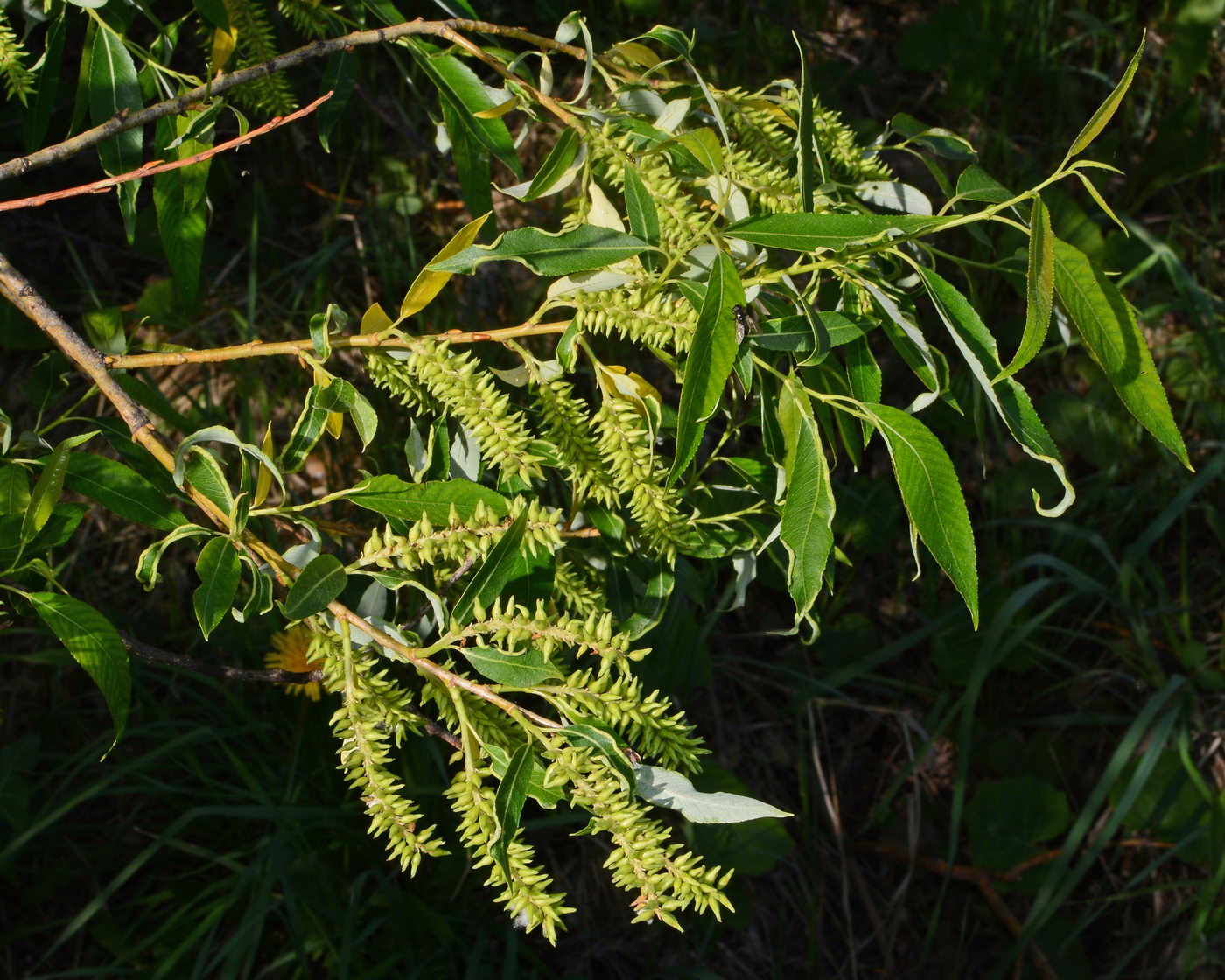 Image of Salix triandra specimen.