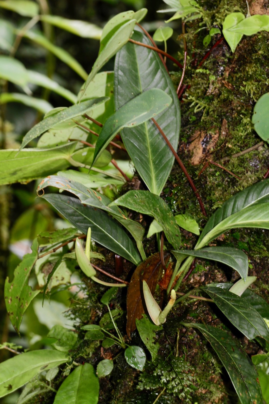 Image of Anthurium dwyeri specimen.