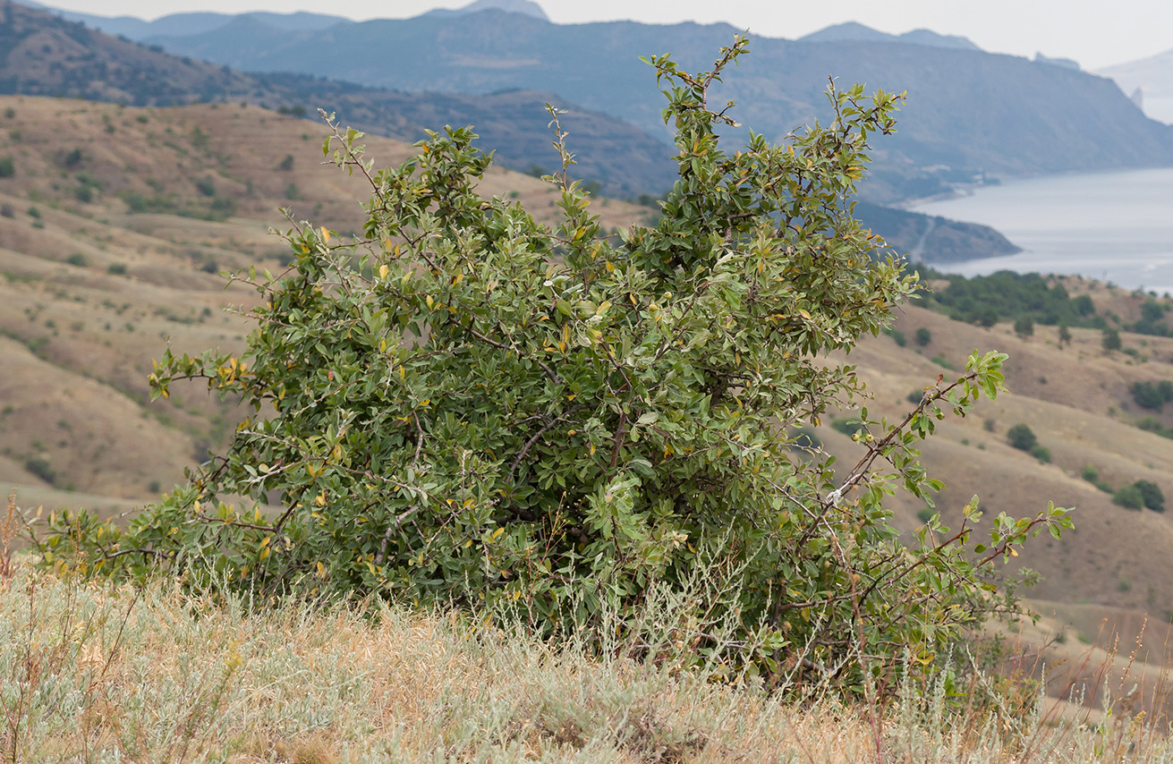 Image of Pyrus elaeagrifolia specimen.