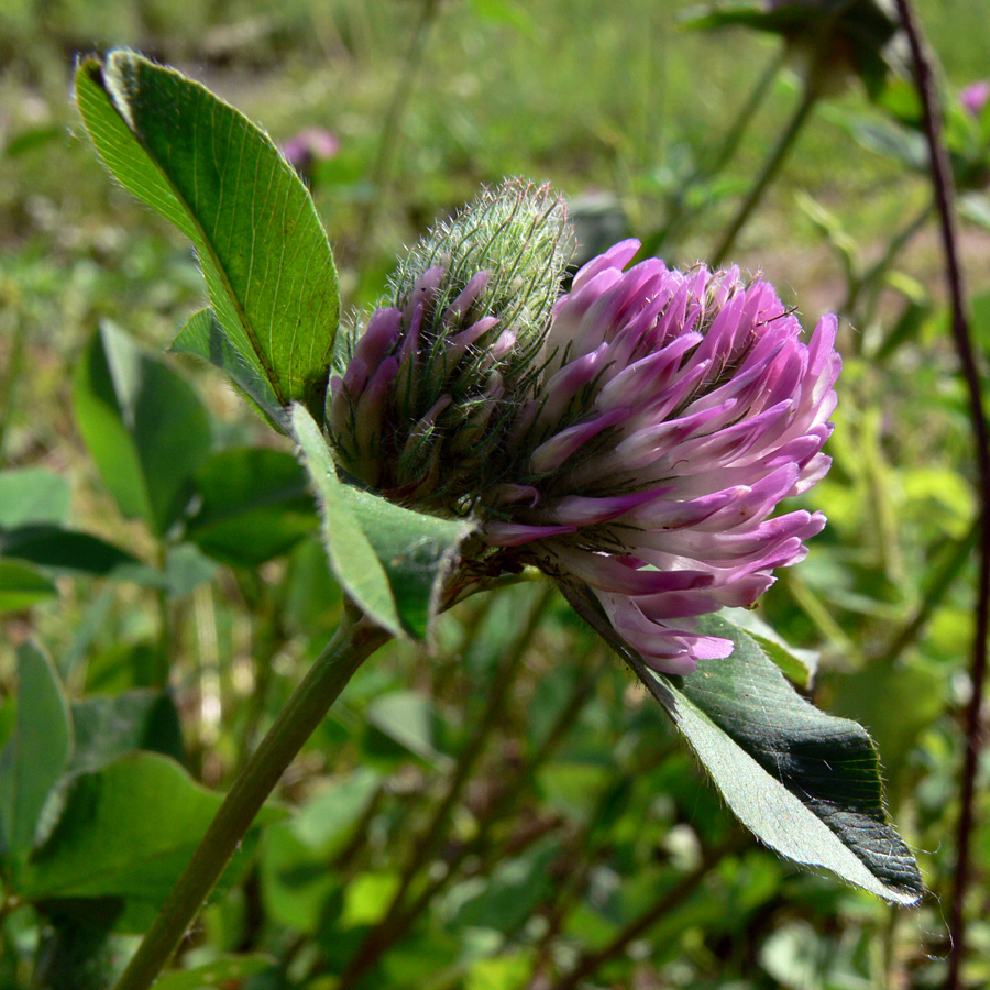 Изображение особи Trifolium pratense.