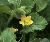 Melo sativus