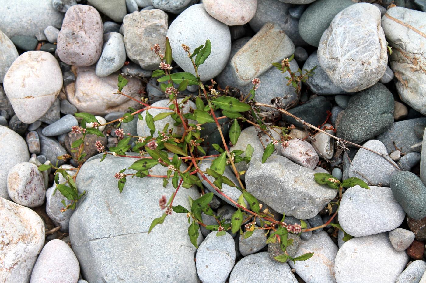 Image of Persicaria maculosa specimen.