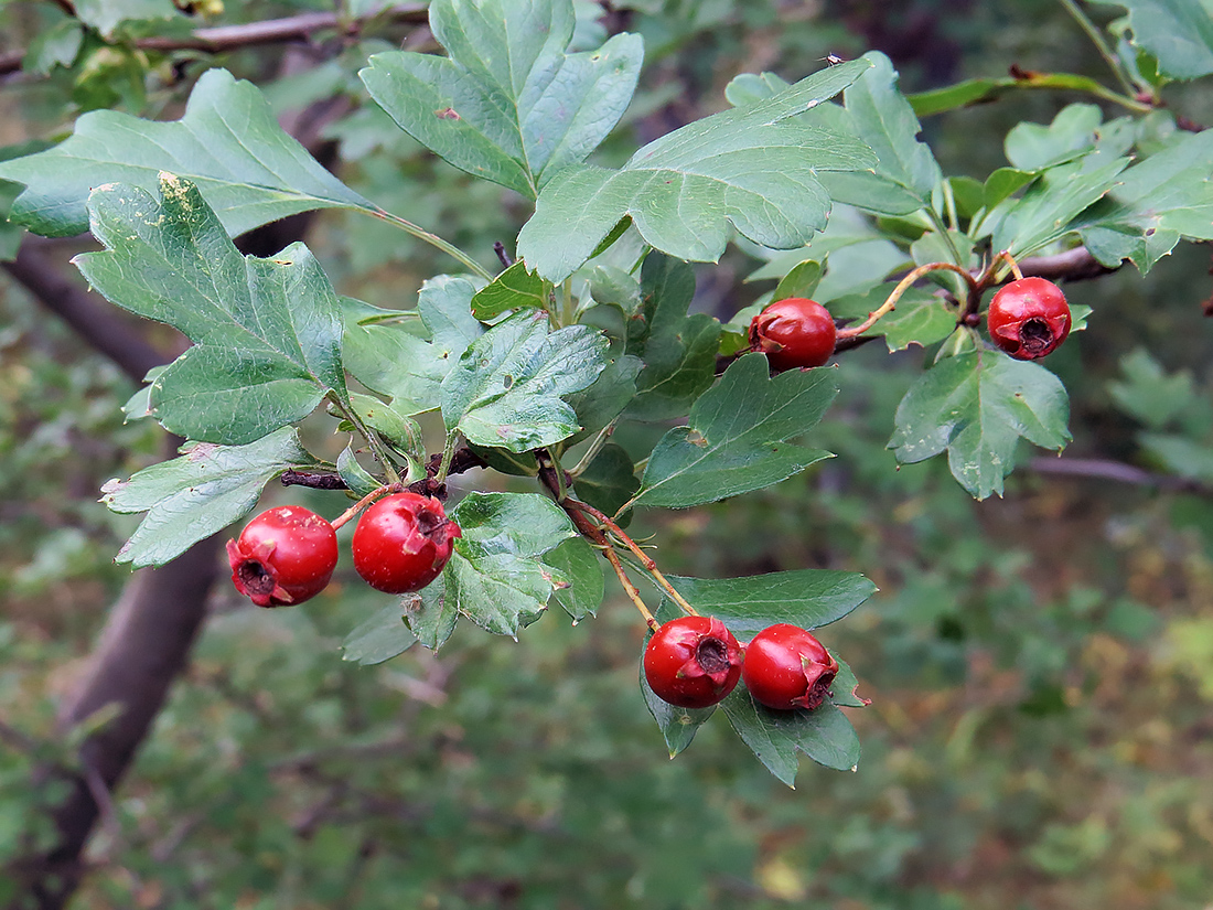 Image of Crataegus monogyna specimen.