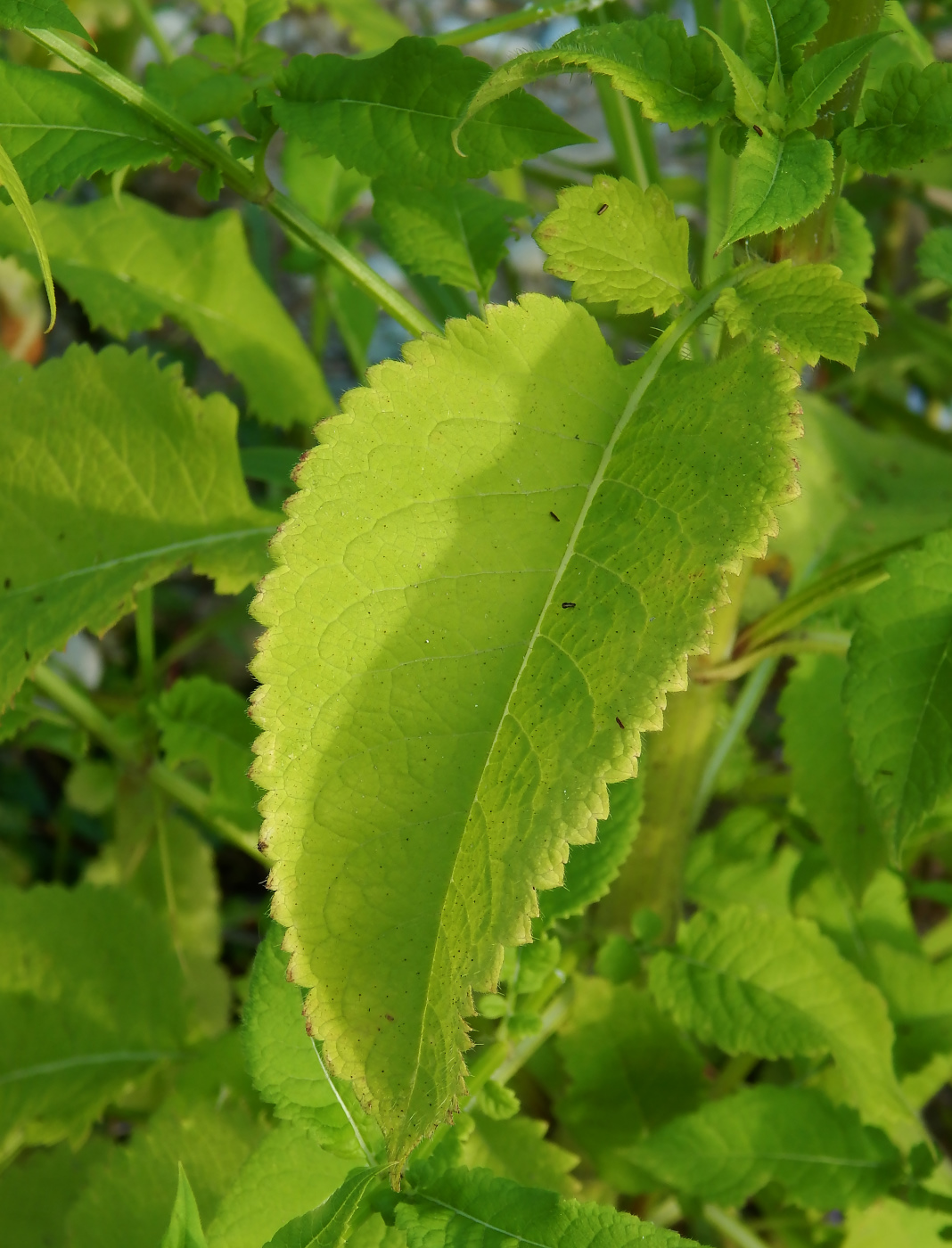 Image of Dipsacus pilosus specimen.