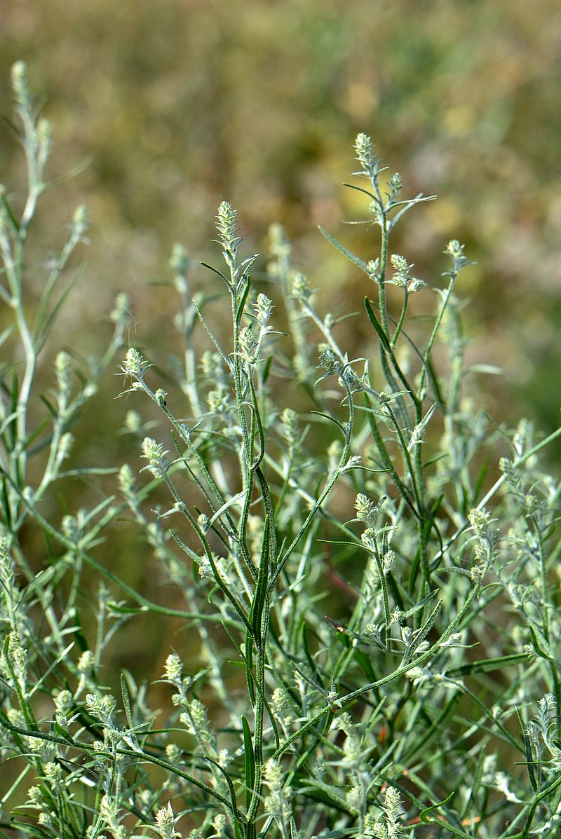 Image of Corispermum hyssopifolium specimen.