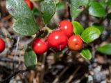 Arctostaphylos uva-ursi. Верхушка побега с плодами. Тверская обл., Кимрский р-н, окр. дер. Бурцево, песчаный холм в сосновом бору. 01.08.2020.