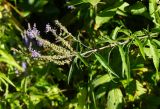 Veronica longifolia