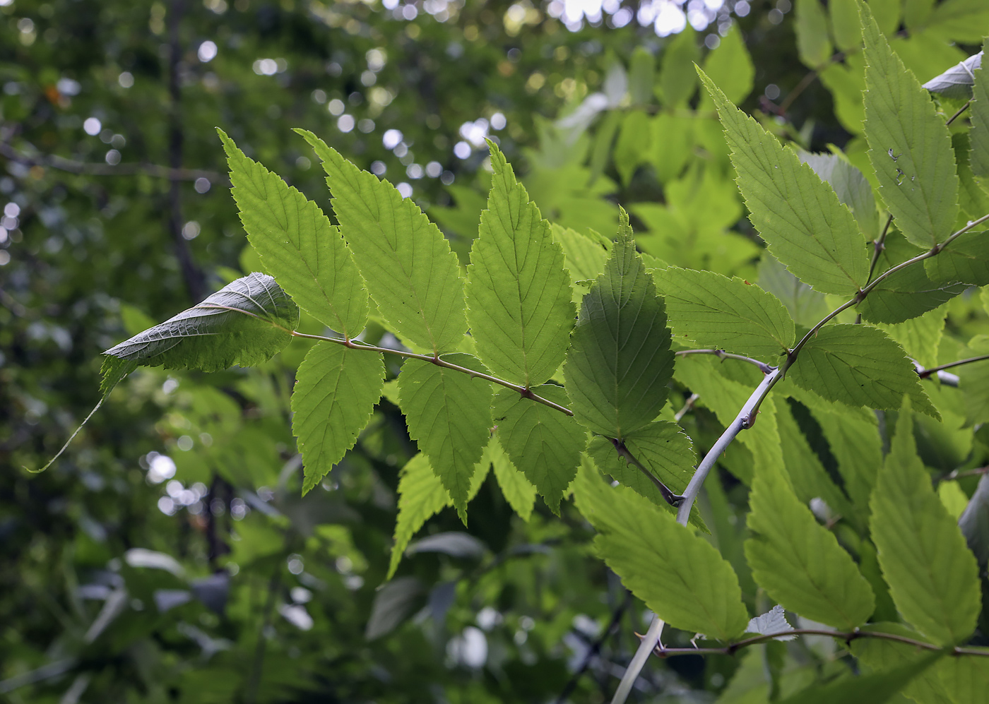 Image of Rubus cockburnianus specimen.