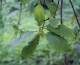 Euonymus czernjaevii. Верхушка плодоносящей веточки. Санкт-Петербург, Ботанический сад БИН РАН, дендрарий. 09.09.2020.