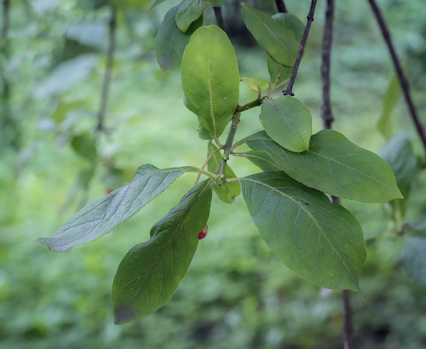 Image of Euonymus czernjaevii specimen.