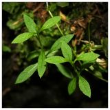 Stellaria longifolia