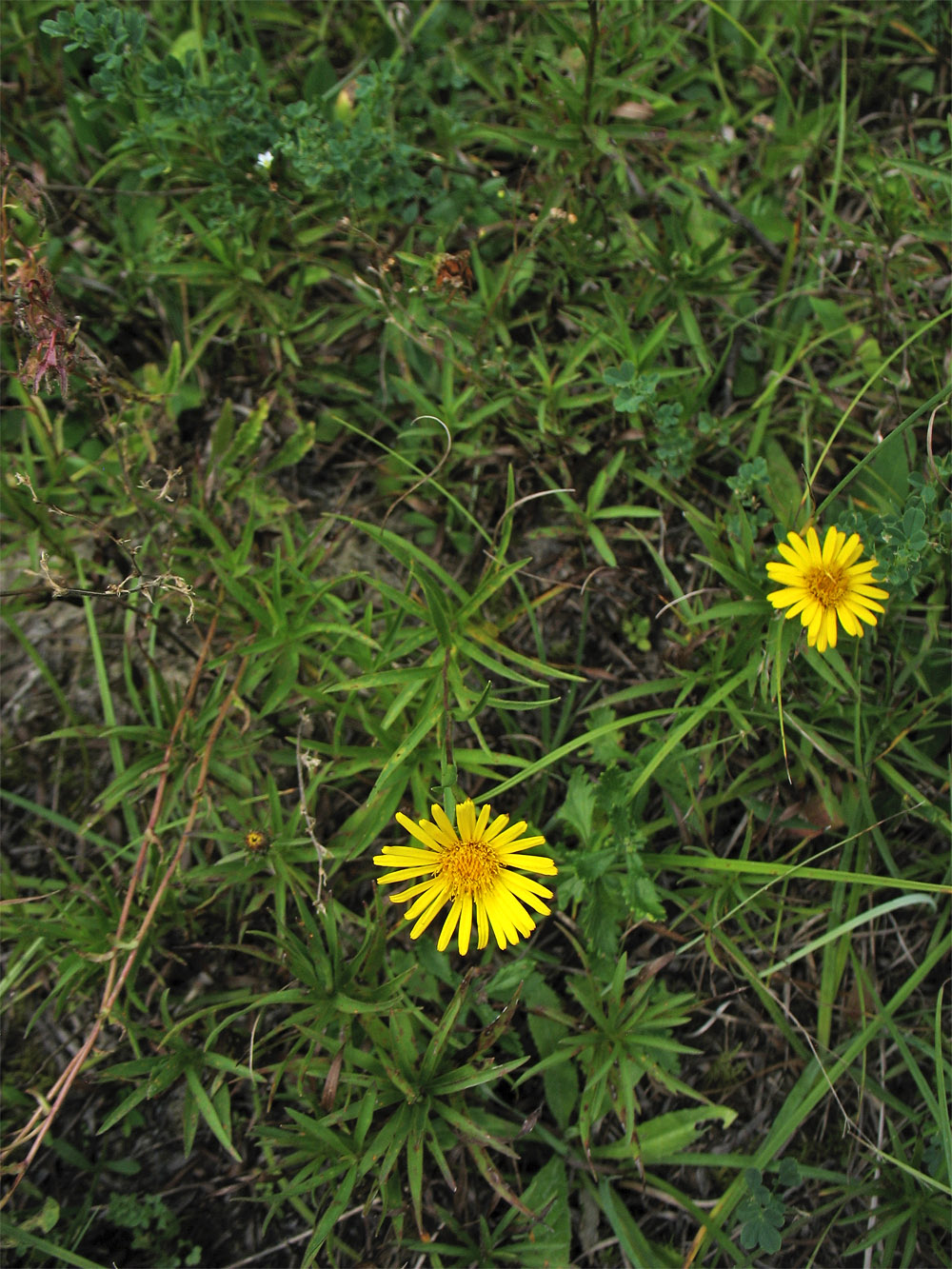 Изображение особи Inula ensifolia.