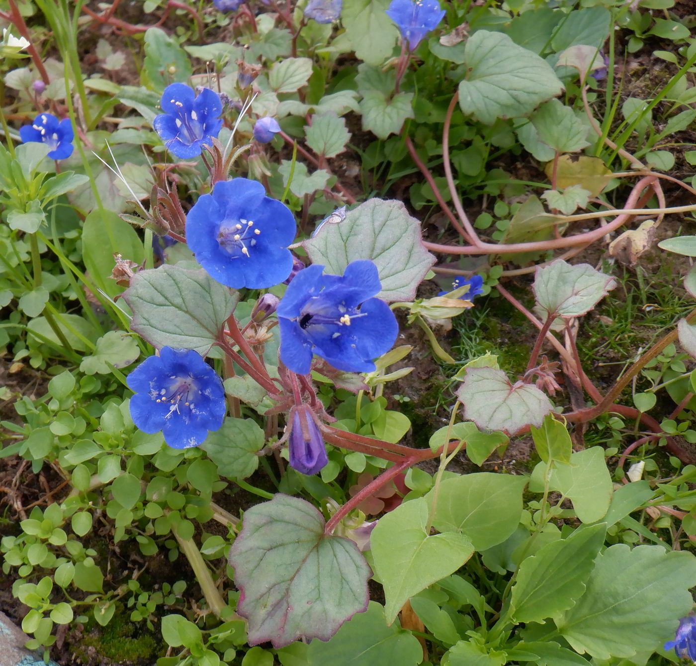 Изображение особи Phacelia campanularia.