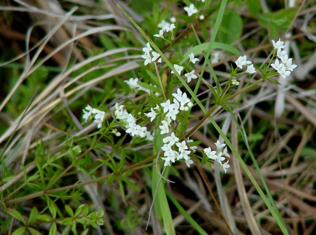 Image of Galium uliginosum specimen.