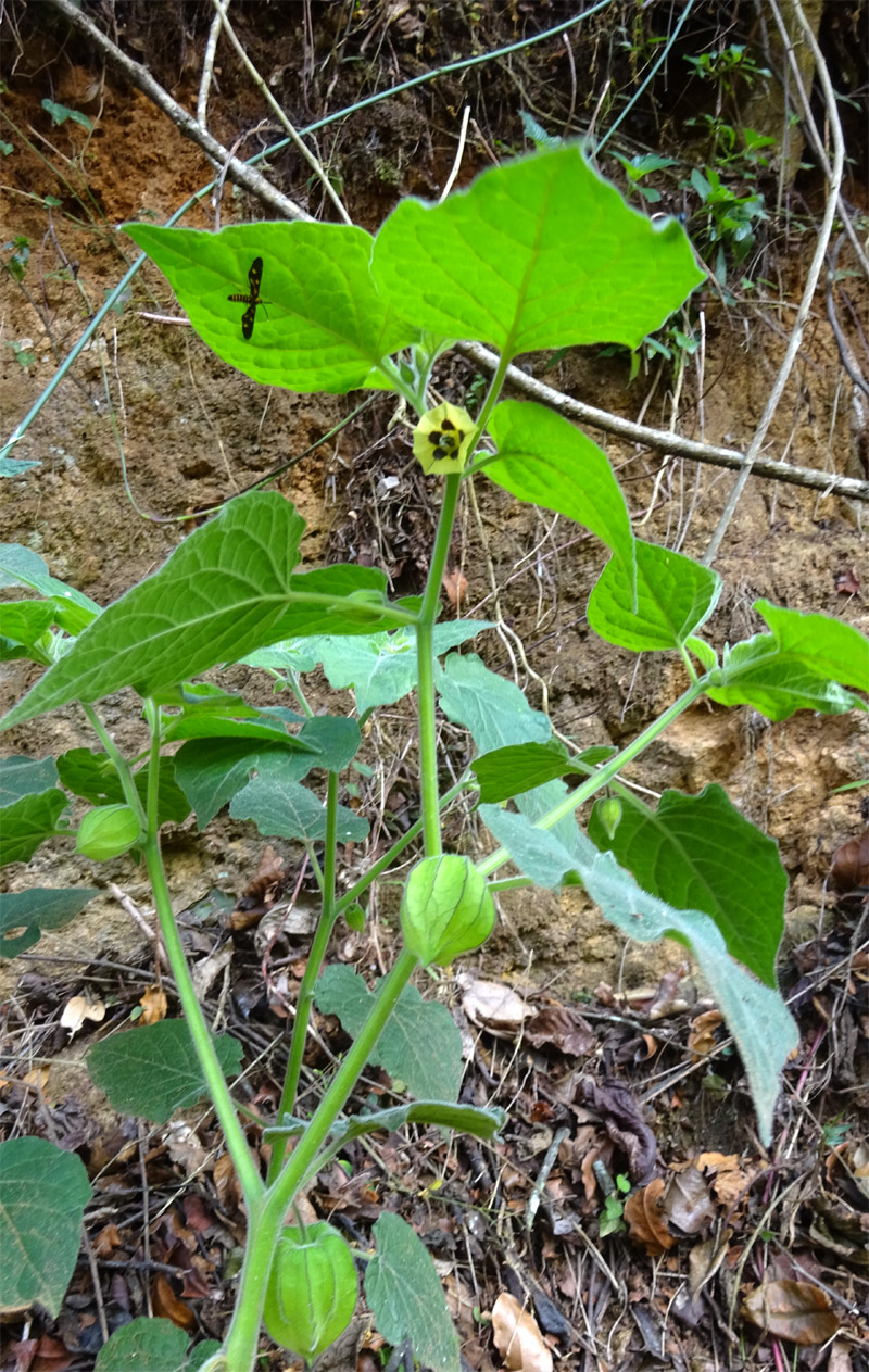 Изображение особи Physalis peruviana.