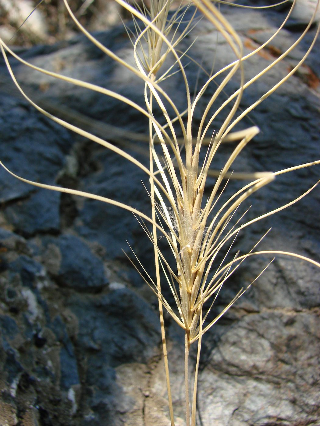 Image of Taeniatherum crinitum specimen.