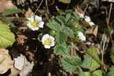 Potentilla sterilis. Побеги с цветками. Испания, автономное сообщество Каталония, провинция Барселона, комарка Осона, муниципалитет Рупит-и-Пруит, окр. водопада Сальт-де-Сальент, ≈802 м н.у.м., берег р. Рупит, в подлеске смешанного леса. 24.02.2019.