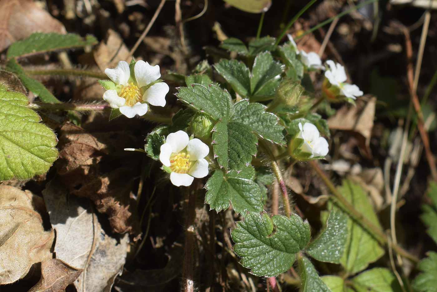 Image of Potentilla sterilis specimen.