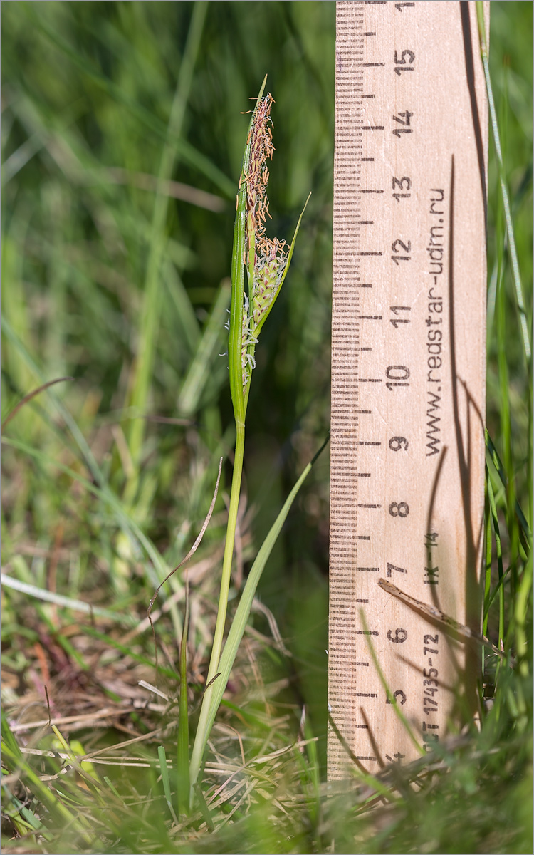 Image of genus Carex specimen.